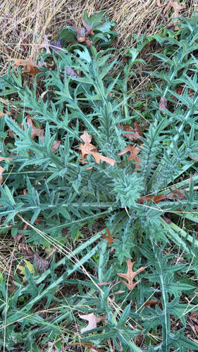 Cirsium vulgare observed 2026-10-28