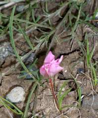 Convolvulus angustissimus