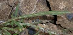 Convolvulus angustissimus