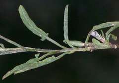 Convolvulus angustissimus