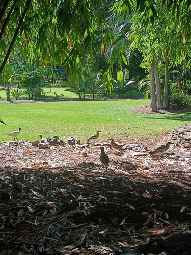 Bush Stone-curlew
