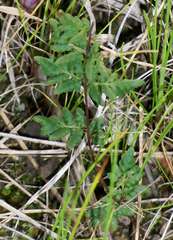 Cheilanthes sieberi sieberi