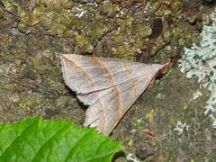 Colobochyla salicalis