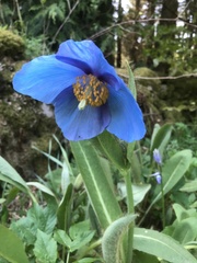 Meconopsis grandis