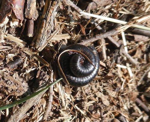 Vinaceous Pachyiulus