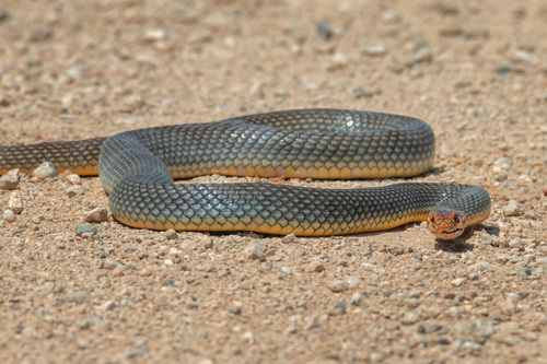 Caspian Whipsnake
