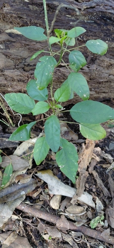 Rivina humilis observed 2026-10-29