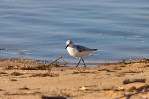 Calidris alba observed 2026-10-28