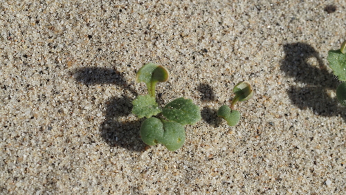 Brassica tournefortii, 2026-10-28