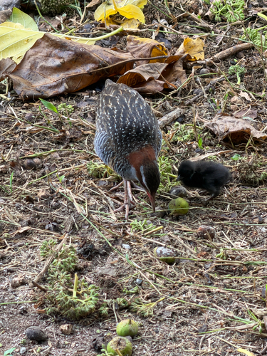Gallirallus philippensis observed 2026-10-29
