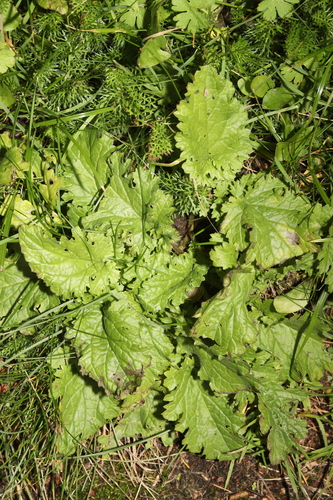 Jacobaea vulgaris observed 2026-10-28