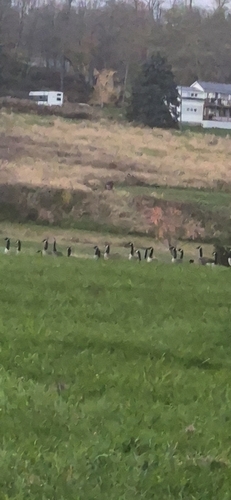 Branta observed 2026-10-28