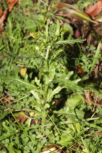Senecio vulgaris observed 2026-10-28