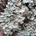 Powdery Axil-bristle Lichen - Photo (c) Samuel Brinker, some rights reserved (CC BY-NC), uploaded by Samuel Brinker