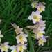 Freesia alba × leichtlinii - Photo (c) Russell Best,  זכויות יוצרים חלקיות (CC BY), הועלה על ידי Russell Best