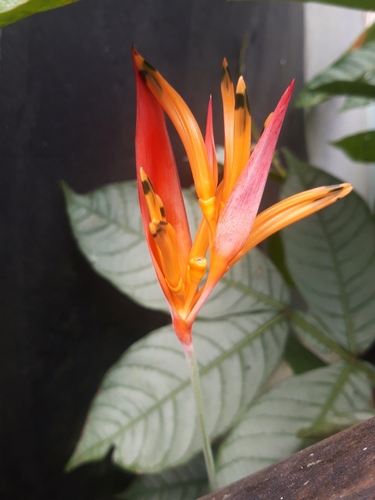 Heliconia psittacorum observed 2026-10-28