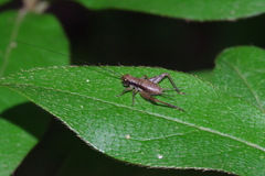 Cardiodactylus guttulus