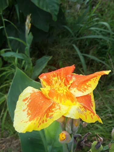 Canna indica observed 2026-10-28