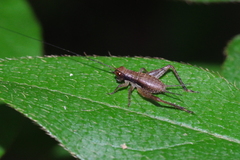 Cardiodactylus guttulus