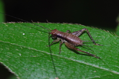 Cardiodactylus guttulus
