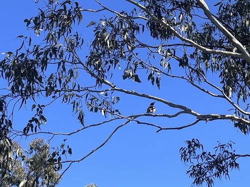 Pied Butcherbird