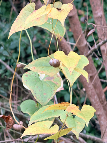 Dioscorea observed 2026-10-28