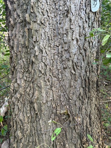 Celtis observed 2026-10-28