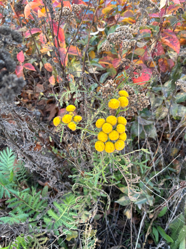 Tanacetum vulgare observed 2026-10-28