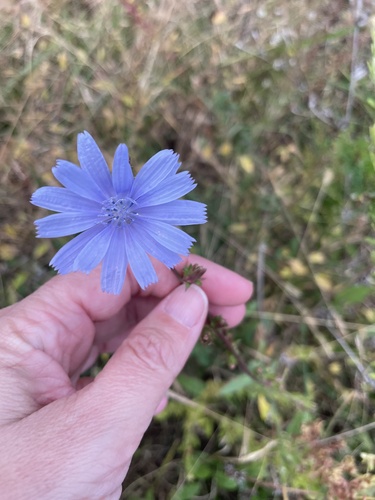 Cichorium intybus observed 2026-10-28