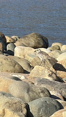 Pluvialis squatarola observed 2026-10-28