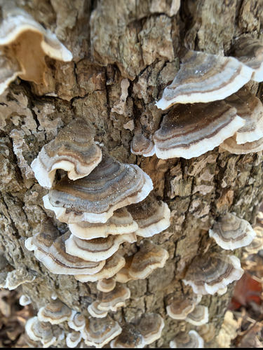 Trametes versicolor observed 2026-10-28