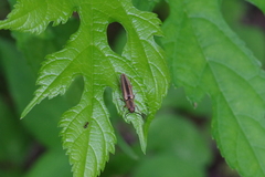 Ludioschema vittiger