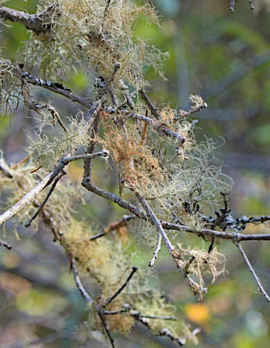 Usnea observed 2026-10-26
