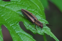 Ludioschema vittiger