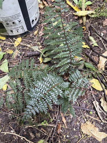 Polystichum vestitum observed 2026-10-29