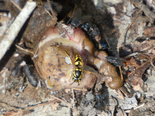 Vespula pensylvanica observed 2026-10-28