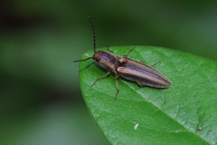 Ludioschema vittiger