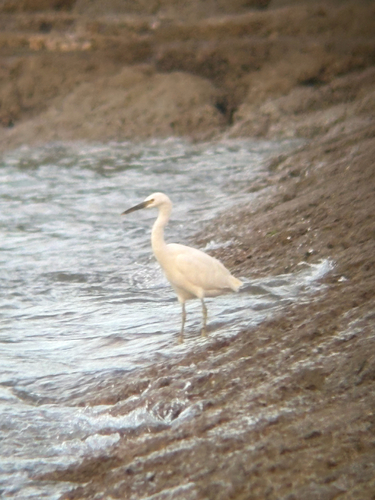 Egretta sacra observed 2026-10-29