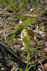 Pterostylis grandiflora