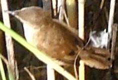 Acrocephalus gracilirostris gracilirostris