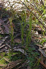 Pterostylis grandiflora