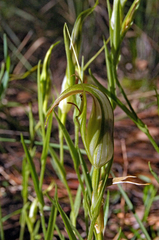 Pterostylis grandiflora