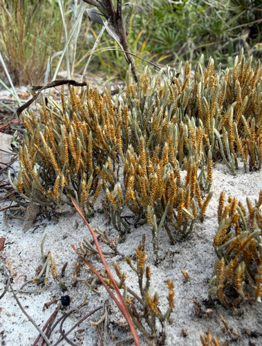 Selaginella observed 2026-10-28