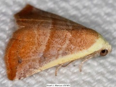 Eublemma cinnamomea
