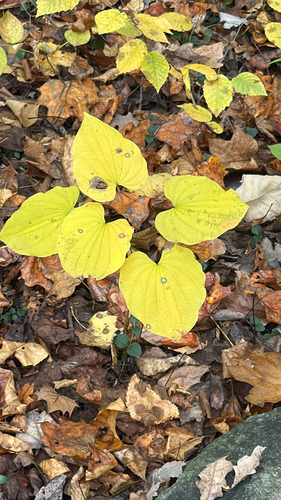 Dioscorea observed 2026-10-28