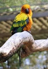 Aratinga solstitialis