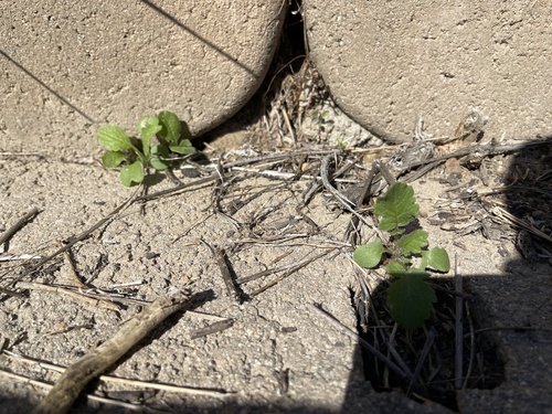 Brassica tournefortii, 2026-10-28