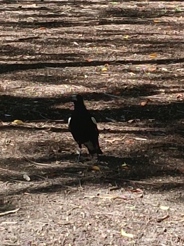 Australian Magpie