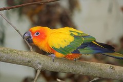 Aratinga solstitialis