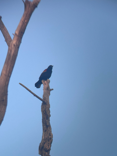 Agelaius phoeniceus observed 2026-10-28